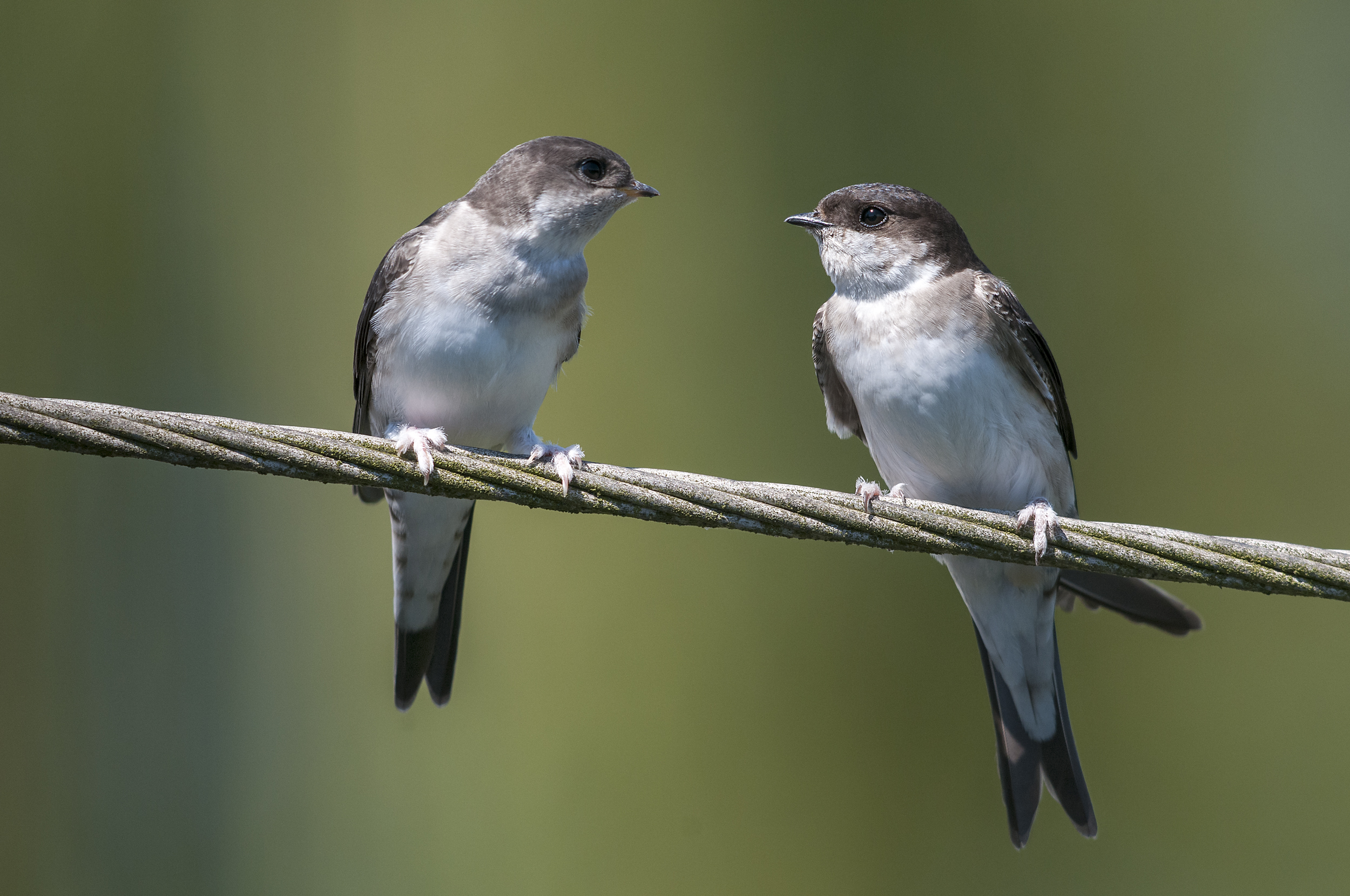 Mehlschwalbe (Delichon urbica) Schwalbenarten