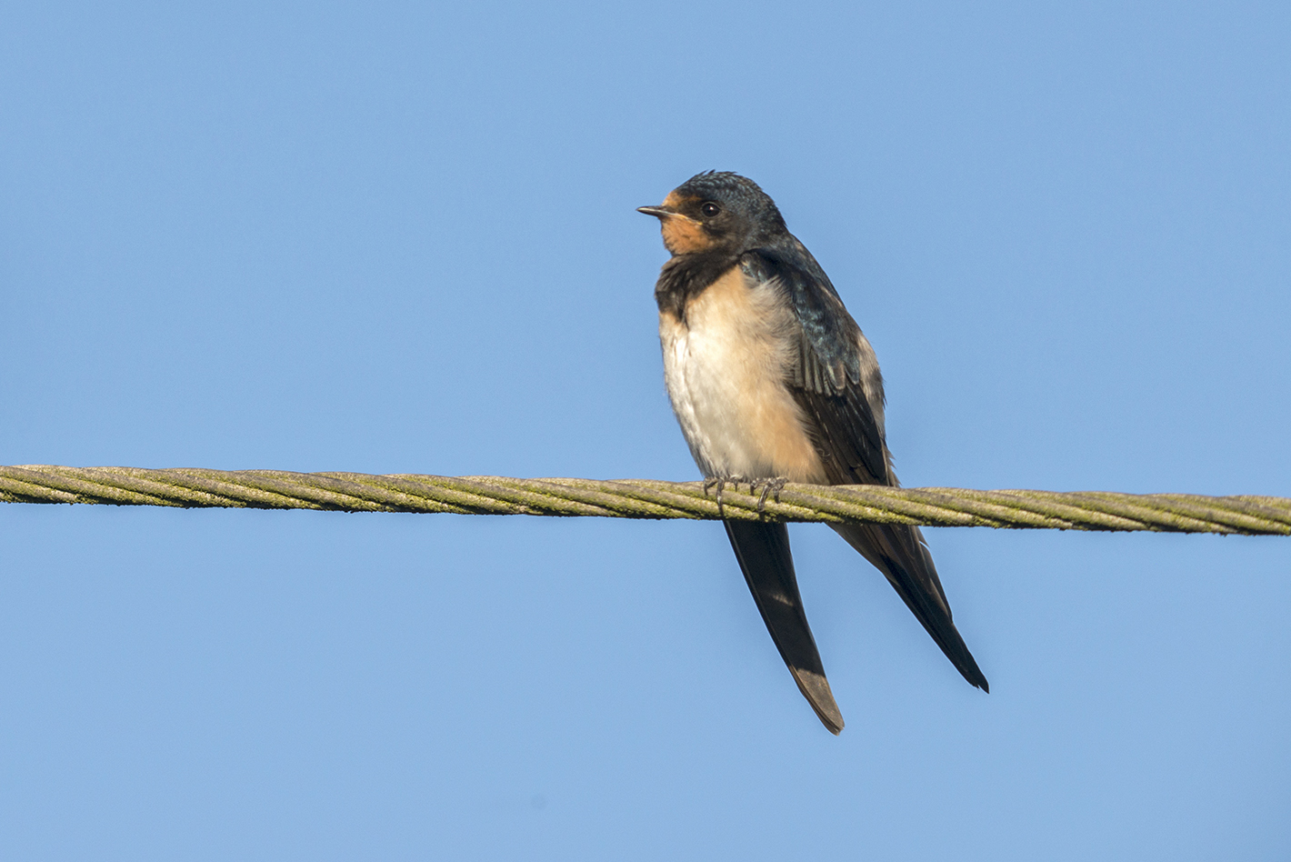 Rauchschwalbe (Hirundo rustica) Detail Schwalbenarten