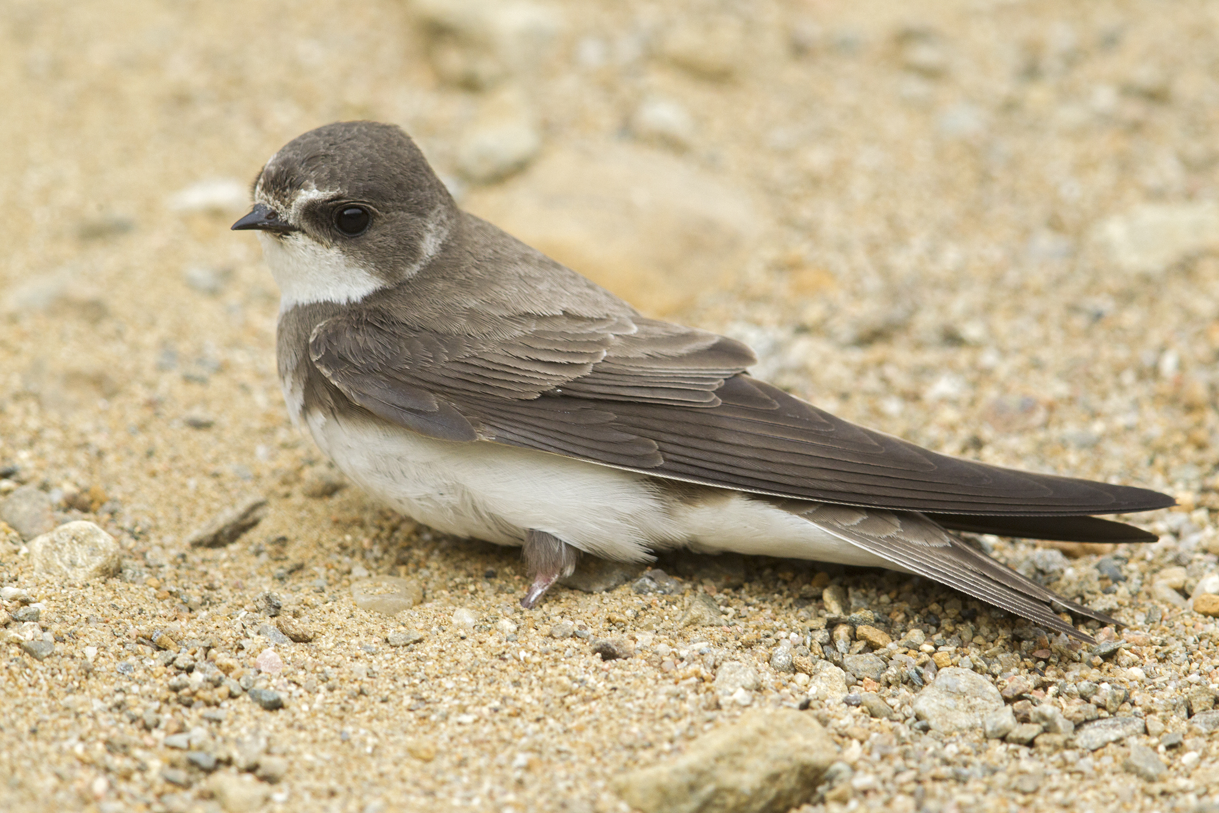 Uferschwalbe (Riparia riparia) Schwalbenarten